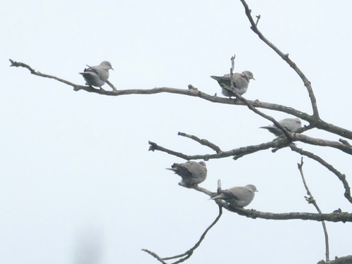 Eurasian Collared-Dove