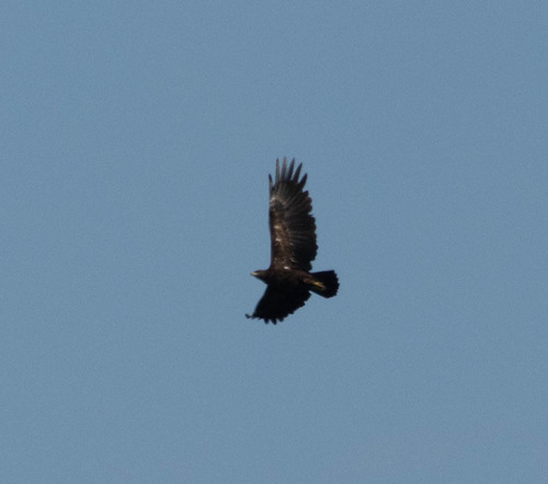 Greater Spotted Eagle