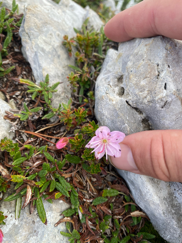 Dwarf Alpenrose