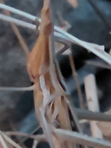 Mediterranean Slant-faced Grasshopper