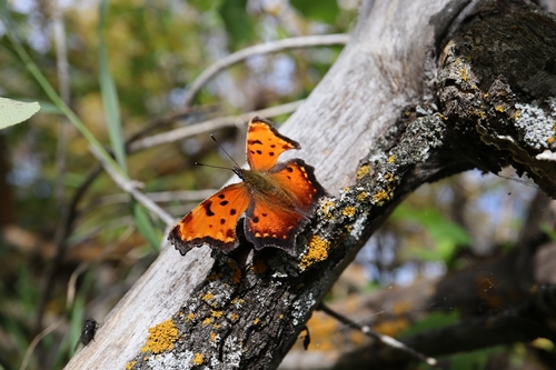 Gray Comma