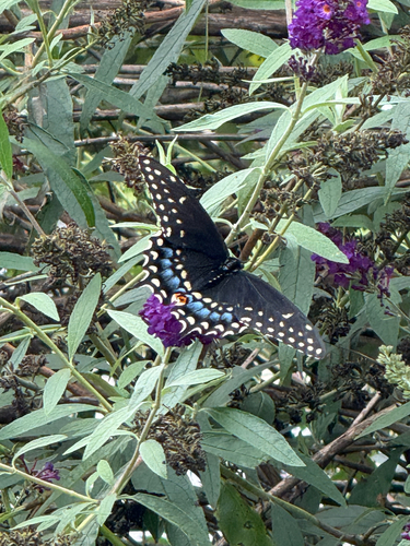 Black Swallowtail