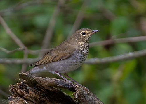 Swainson's Thrush