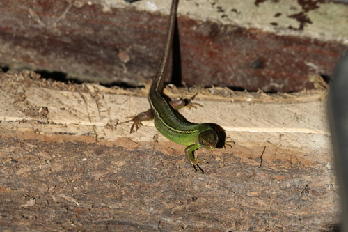 Green Lizard