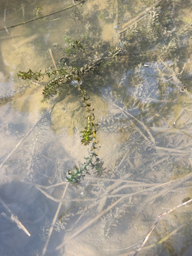 Elodea canadensis, photograph 2