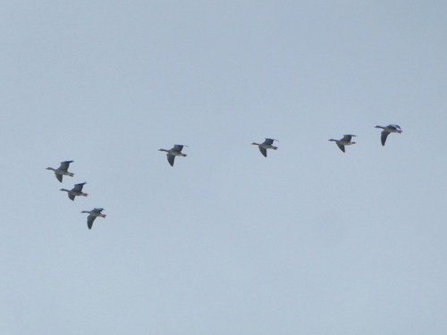 Greylag Goose