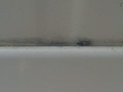 Metopoplax ditomoides