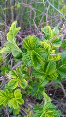 Rosa rugosa