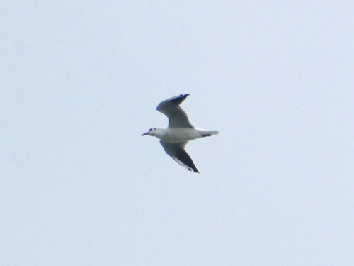 Black-headed Gull