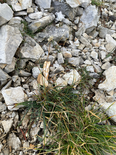 Carex baldensis