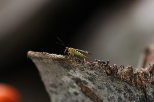 Panorpa cognata