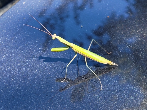 European Mantis