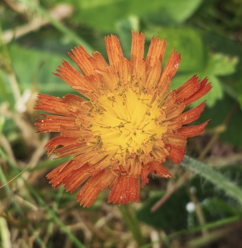 orange hawkweed