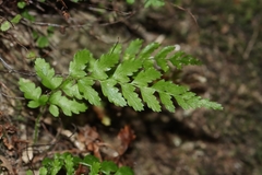 Asplenium viride, photograph (c) Noé Fleury Frouart, some rights reserved (CC BY)
