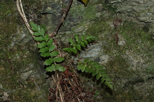 Asplenium viride, photograph 2
