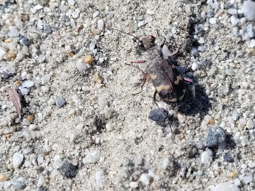 Cicindela hybrida transversalis