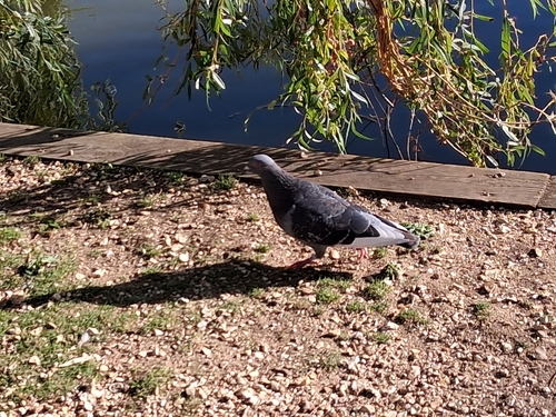 Feral Pigeon