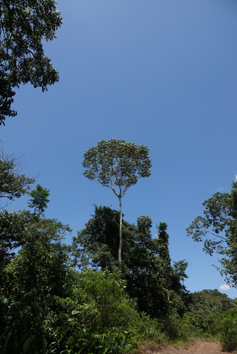Didymopanax morototoni, 2026-09-20