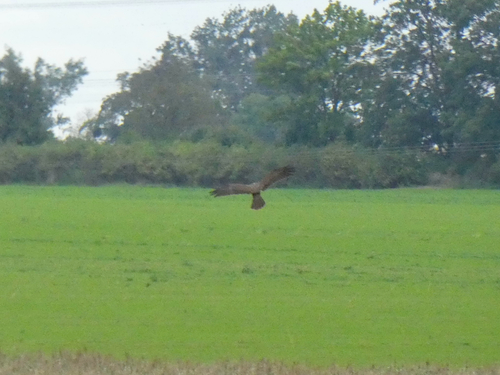 Western Marsh Harrier