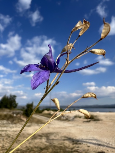 Forking Larkspur