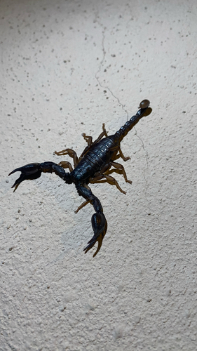 Italian scorpion