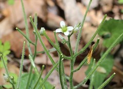 Cardamine tanakae