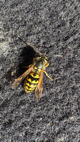 Western Yellowjacket