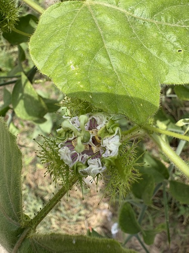 Stinking Passionflower