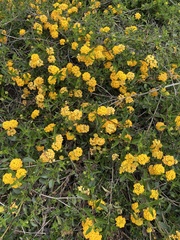 Lantana × hybrida