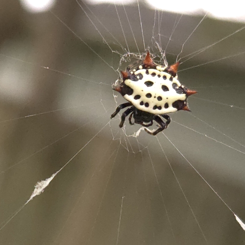 Spinybacked Orbweaver