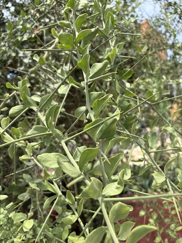 simple-thorned greenthorn