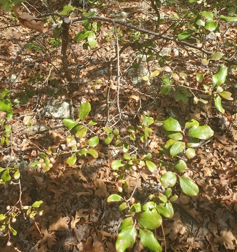 Vaccinium arboreum, photograph 5