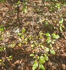 Vaccinium arboreum, photograph (c) hr_dragonfly, some rights reserved (CC BY)