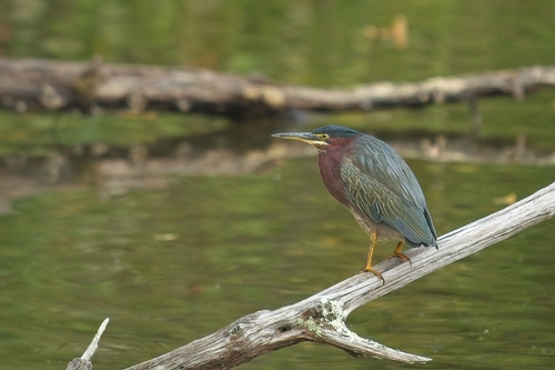 Green Heron