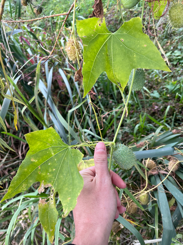 prickly cucumber