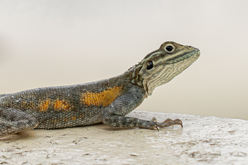 Peters's Rock Agama