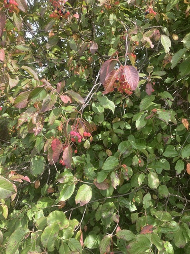 nannyberry
