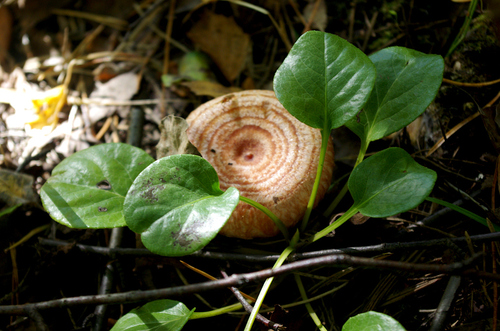 Pyrola rotundifolia, photograph 1