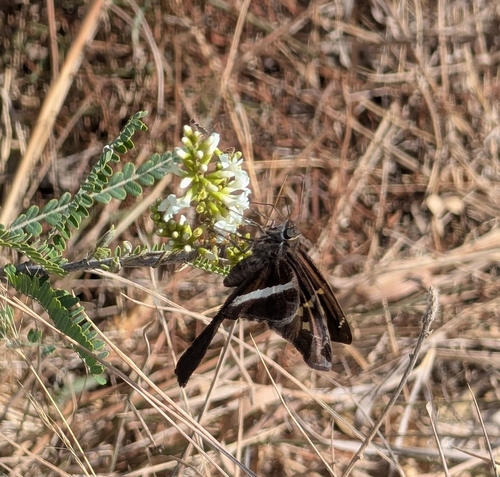 White-striped Longtail