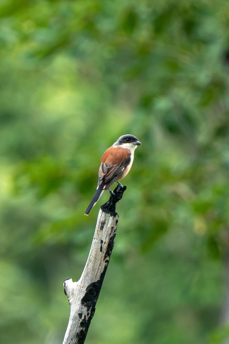 Burmese Shrike