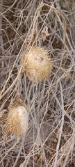 Marah macrocarpa, photograph (c) Laika und Freunde, some rights reserved (CC BY)