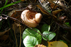 Pyrola rotundifolia, photograph (c) Георгий Виноградов (Georgy Vinogradov), some rights reserved (CC BY)