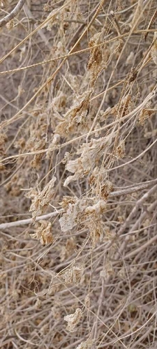 Marah macrocarpa, photograph 6