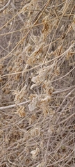 Marah macrocarpa, photograph (c) Laika und Freunde, some rights reserved (CC BY)