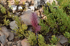 Euphorbia segetalis