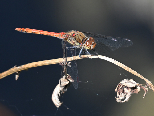 Common Darter