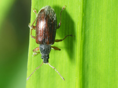 Phyllobius oblongus
