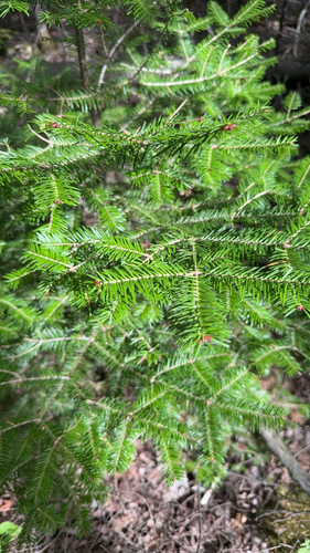 balsam fir