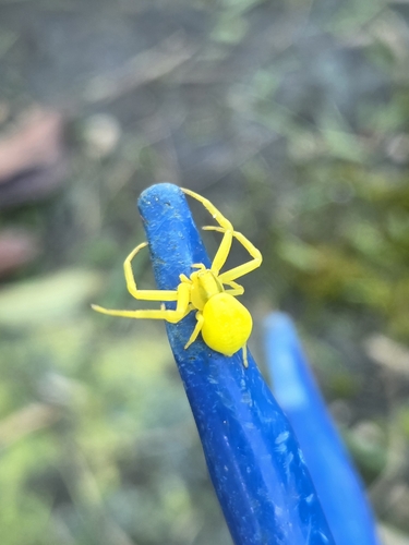 Goldenrod Crab Spider