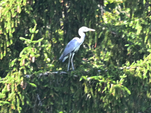 Grey Heron